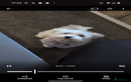 Maltese dogs for sale: Beautiful Female Maltese - Half Korean  - Image 1