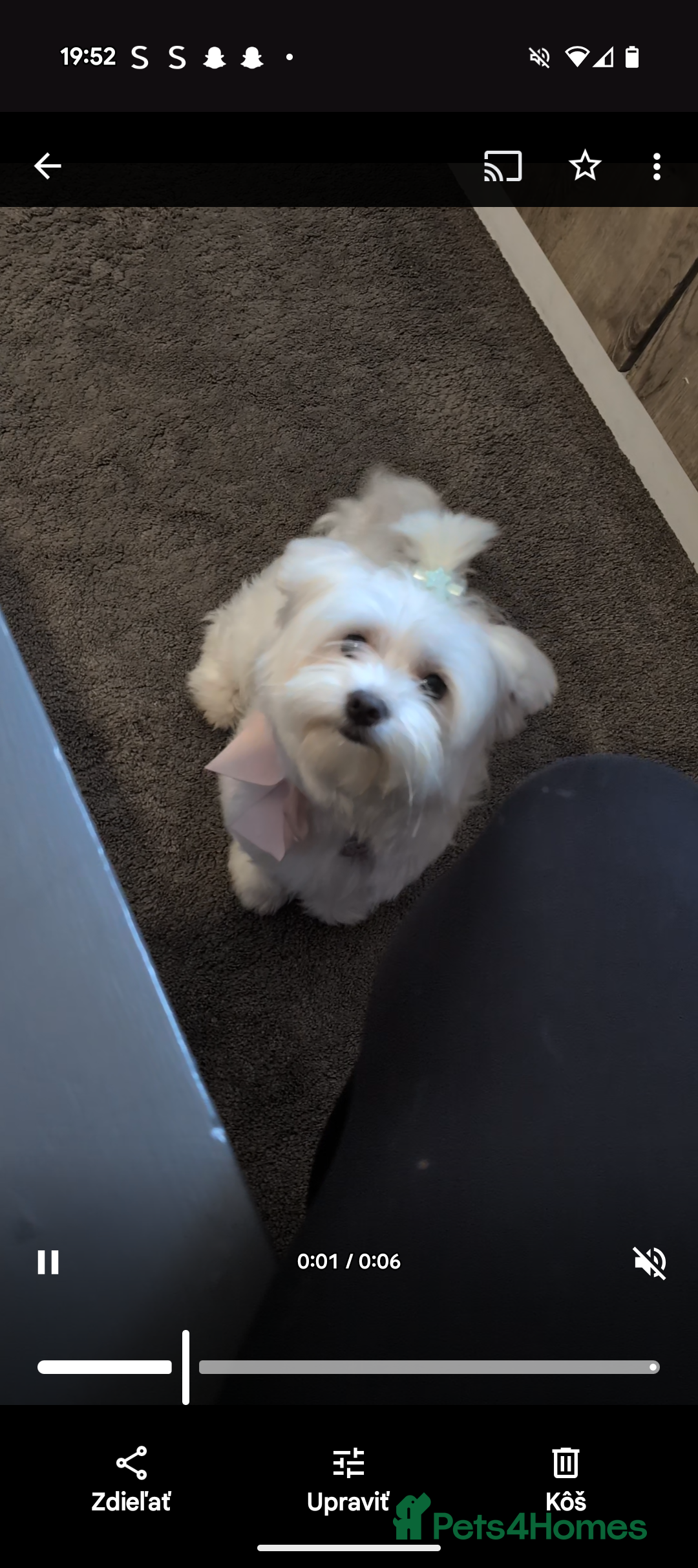 Maltese dogs for sale: Beautiful Female Maltese - Half Korean  - Image 1