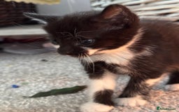 Mixed Breed cats for sale: Three unique sweethearts looking for new homes 🏡  - Image 2