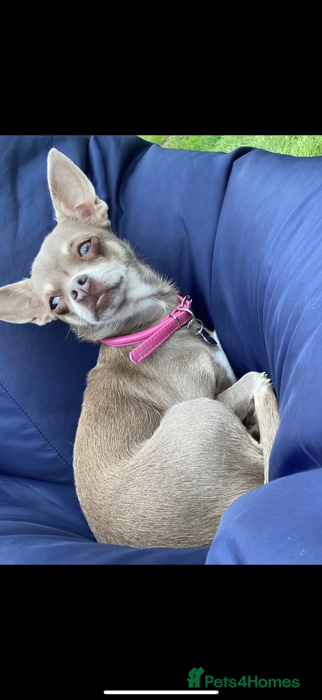 Chihuahua dogs for sale: 3 female KC Chihuahuas looking for new homes  in Southampton - Advert 1