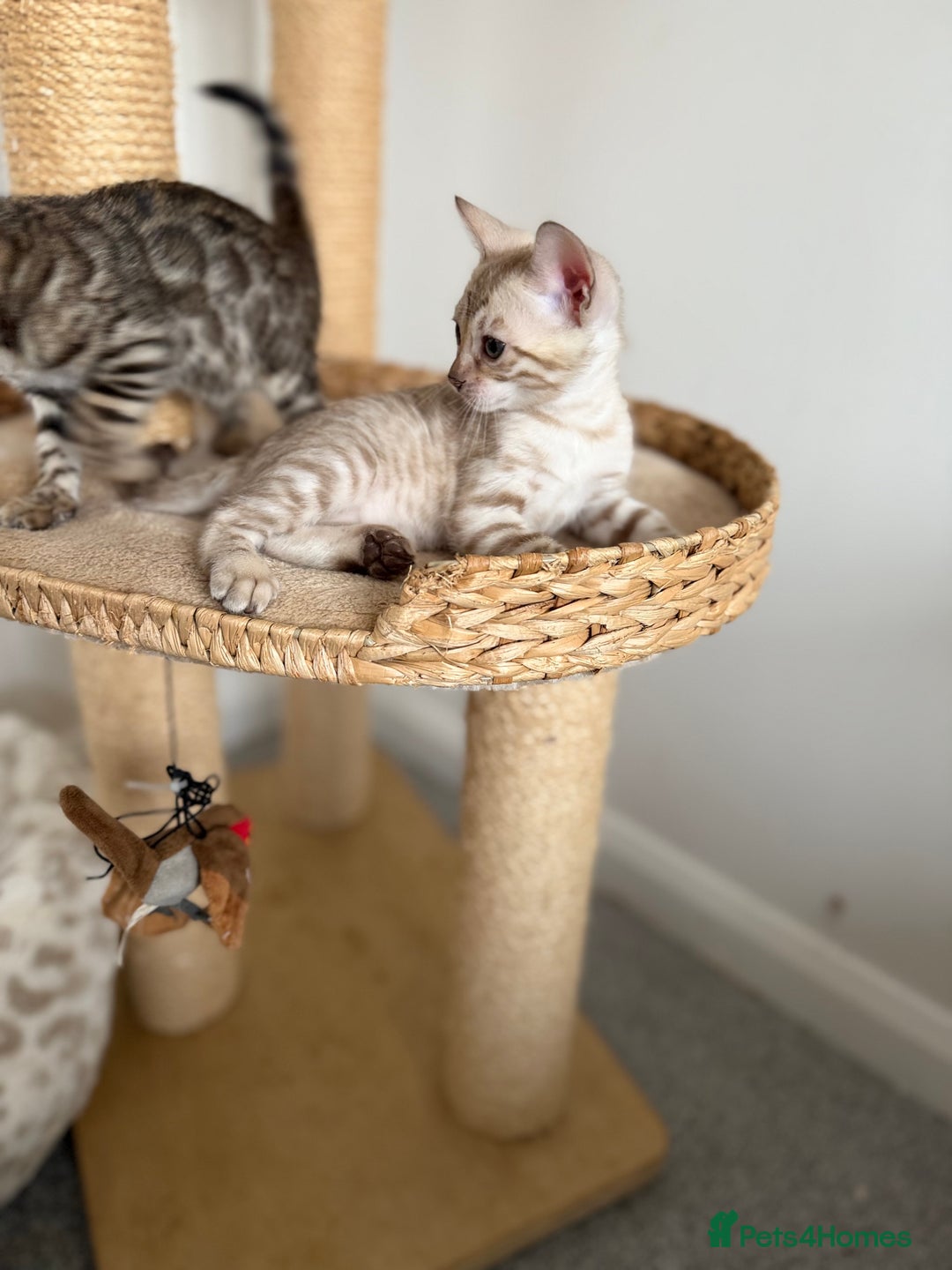 Bengal cats for sale: Pure Bengal Kittens, Ready NOW  - Image 16