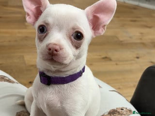 Chihuahua dogs Chihuahua puppies for sale - Advert 8