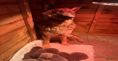 German Shepherd dogs - Advert 3