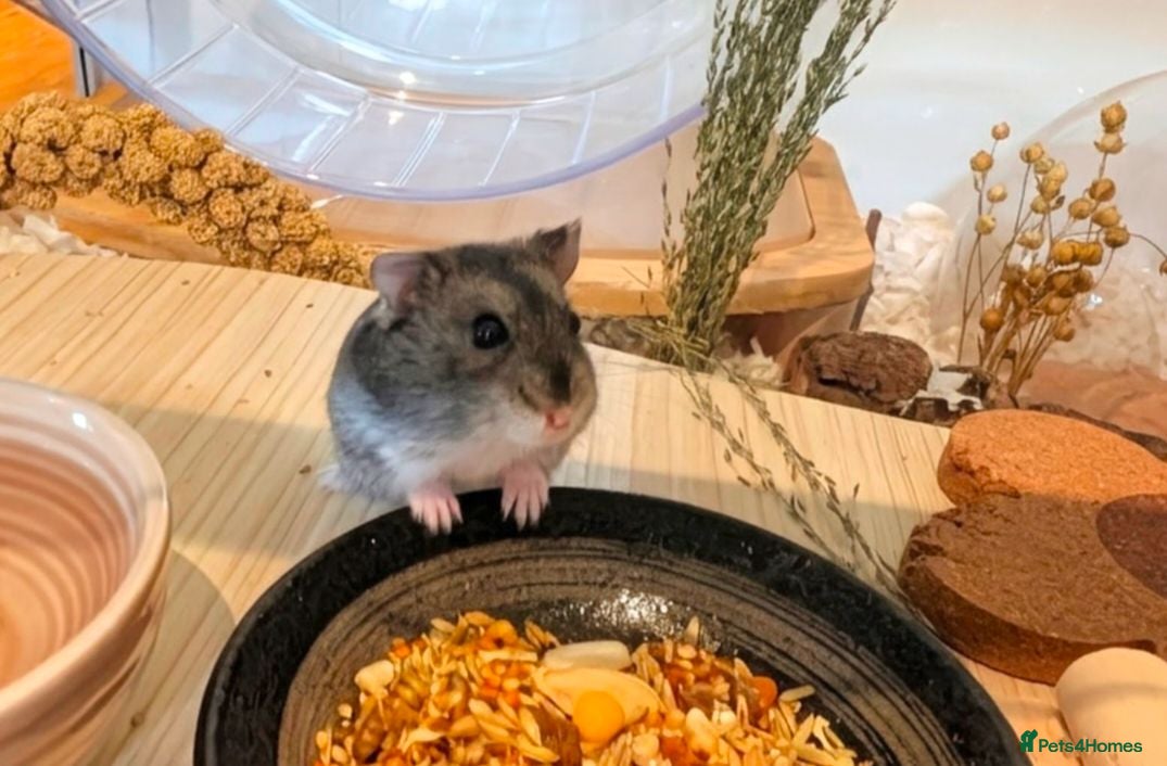 Hamster rodents Hundred Acre Hamster Rescue  - Advert 1