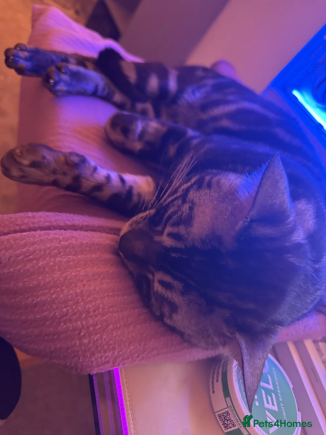 Bengal cats for sale: 2.5 year old charcoal Bengal Boy - Advert 4