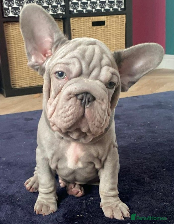 French Bulldog dogs Last puppy- Male French bulldog puppy  - Advert 2