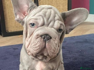 French Bulldog dogs 1 MALE LEFT - french bulldog - Advert 1
