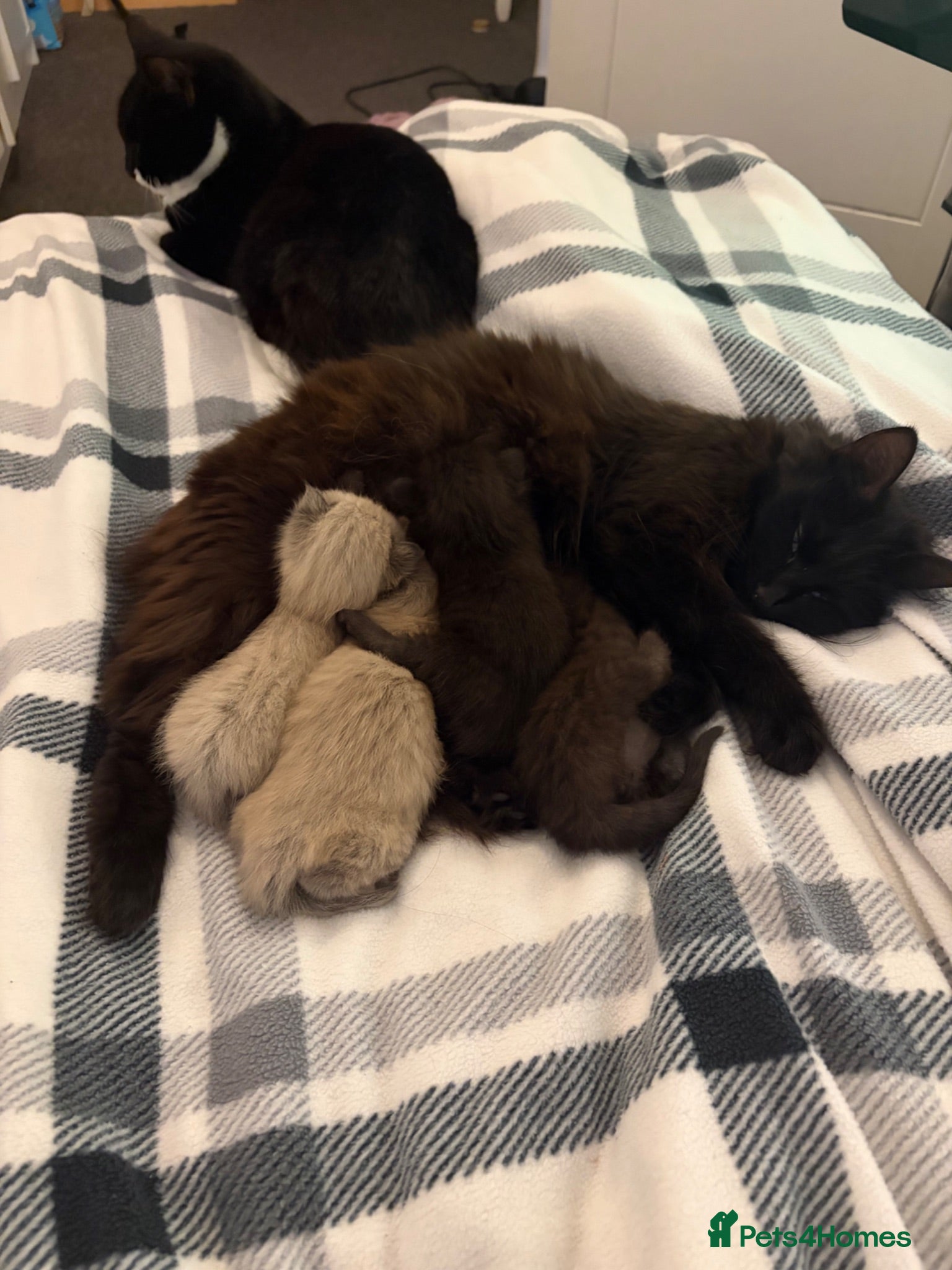 Mixed Breed cats Black male  - Advert 1