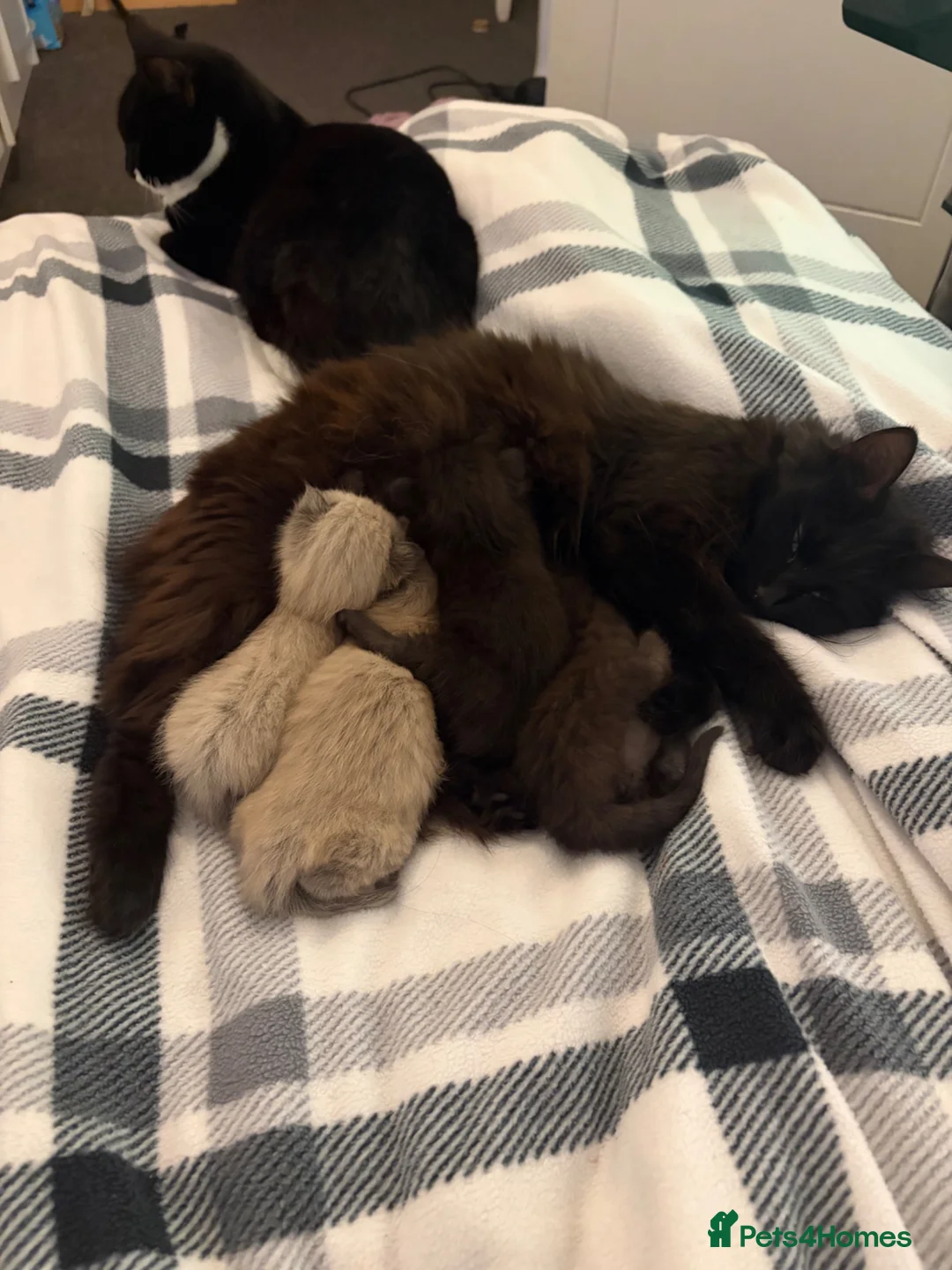 Mixed Breed cats for sale: Black male  in Alton - Advert 1