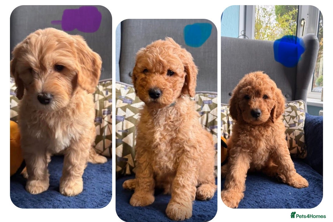 Mixed Breed dogs 1Boy and 2Girls. Healthy Mini Golden Doodle’s - Advert 2