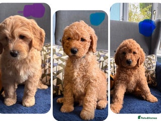 Mixed Breed dogs 1Boy and 2Girls. Healthy Mini Golden Doodle’s - Advert 1