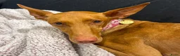 Ibizan Hound dogs for adoption: Cati a lovely calm girl who loves other dogs  - Advert 6