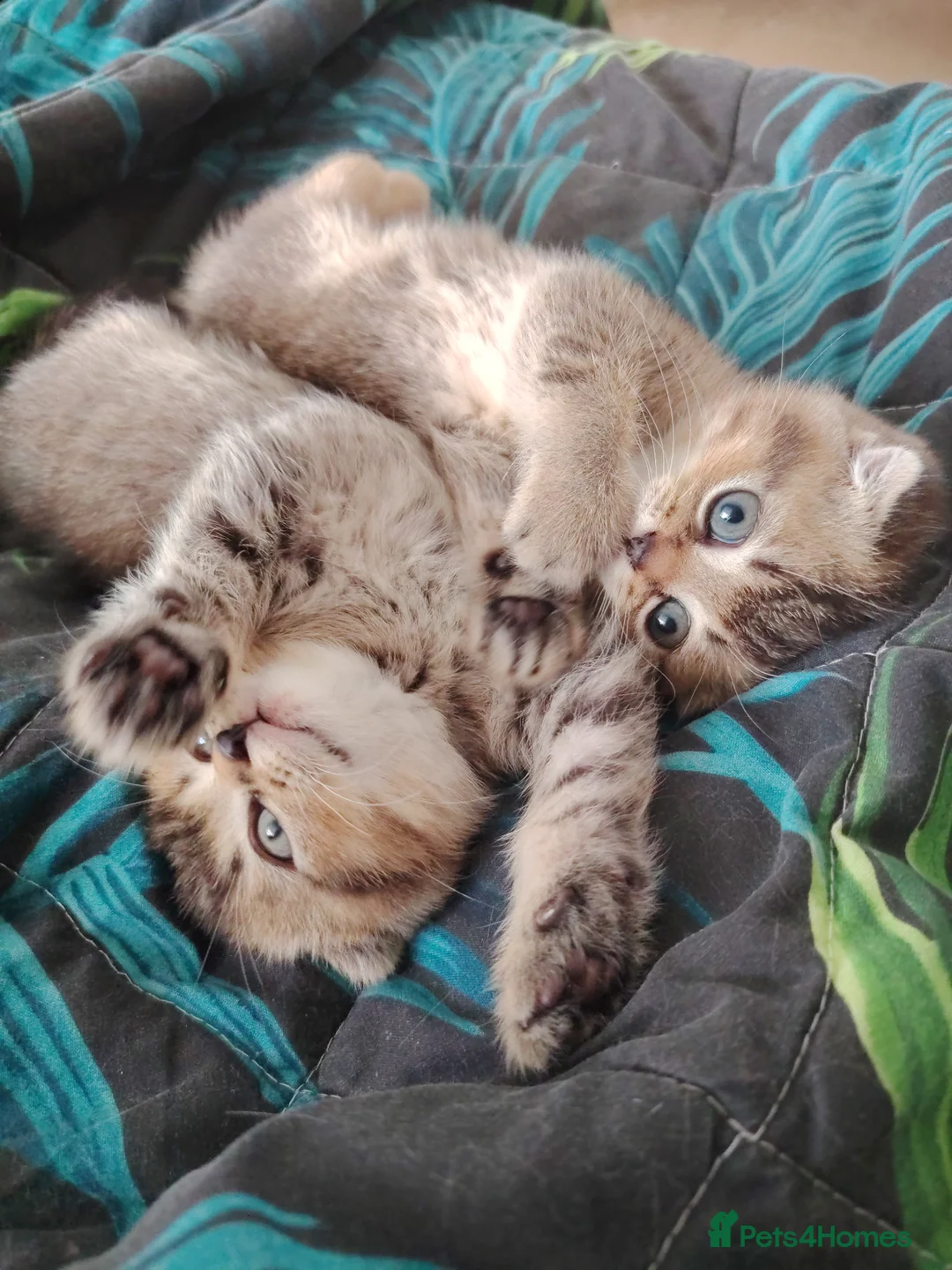 British Shorthair cats for sale: Beautiful British shorthair kittens  - Advert 2