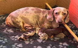 Miniature Dachshund dogs for sale: KC Registered Miniature Shorthaired Dachshund - Image 5