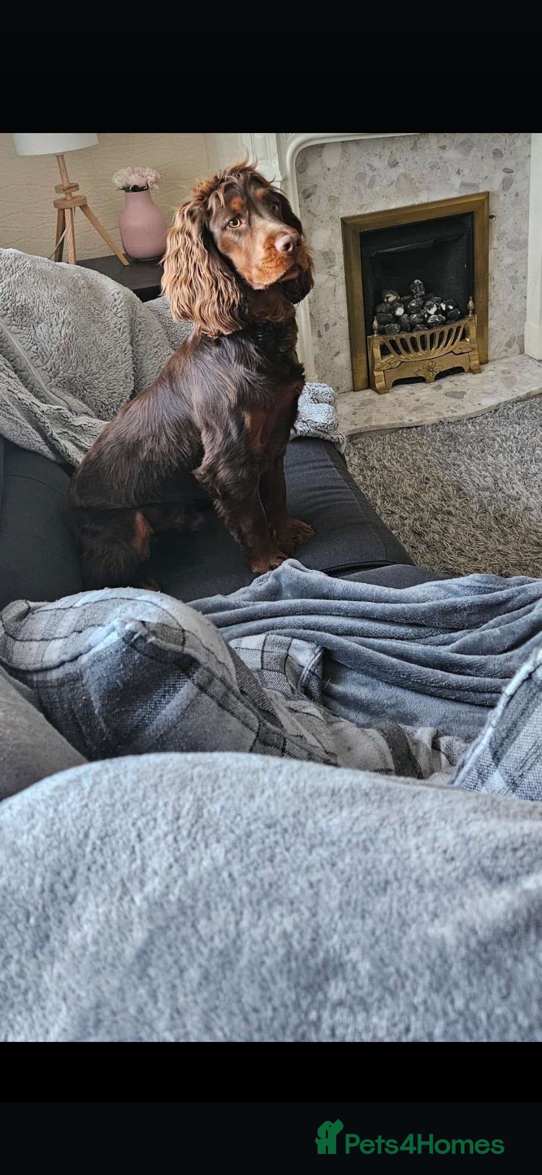 Cocker Spaniel dogs for sale: Kc chocolate and tan cocker spaniel  - Image 10