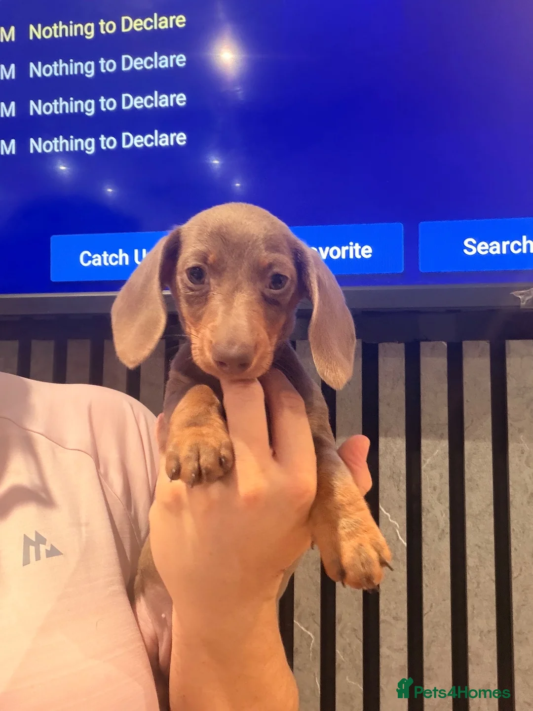 Miniature Dachshund dogs for sale: Beautiful little girl ready for her new forever 🏡 - Advert 1