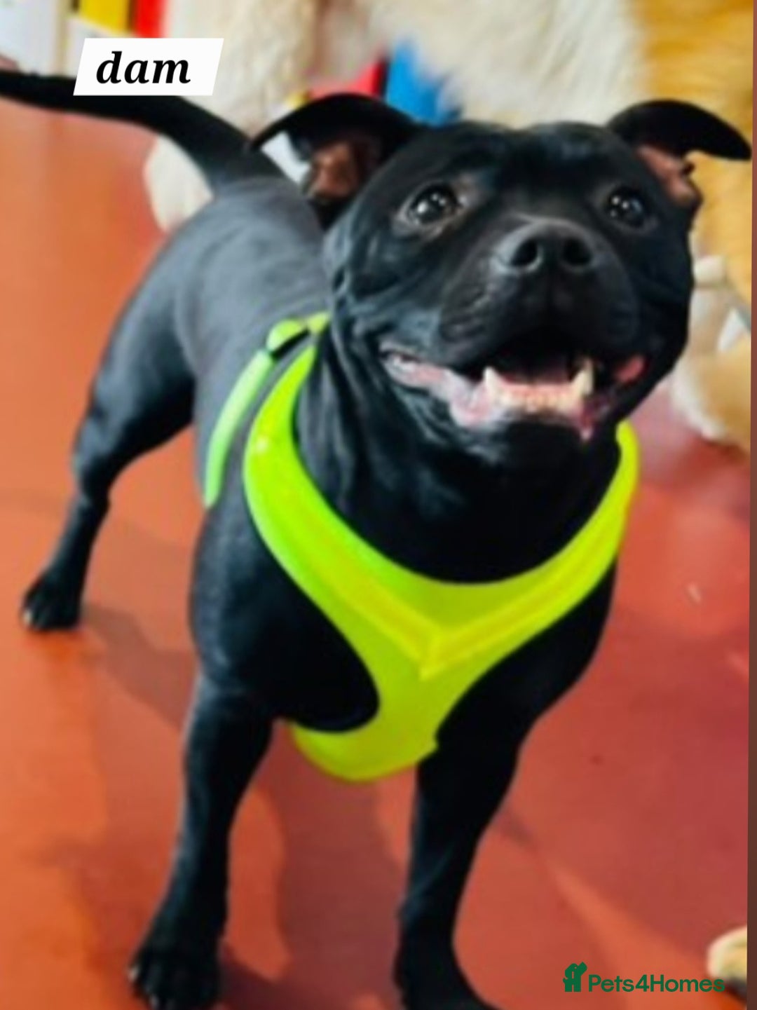 Staffordshire Bull Terrier dogs for sale: KC KING FURY X KASSIUS DAUGHTER PUPS  - Advert 9