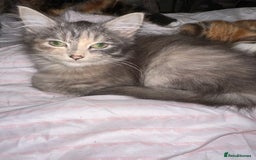 Mixed Breed cats for sale: 3 female kittens 🐱🩷 - Image 3