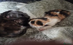 Mixed Breed cats for sale: 4 fluffy kittens for sale - Image 8
