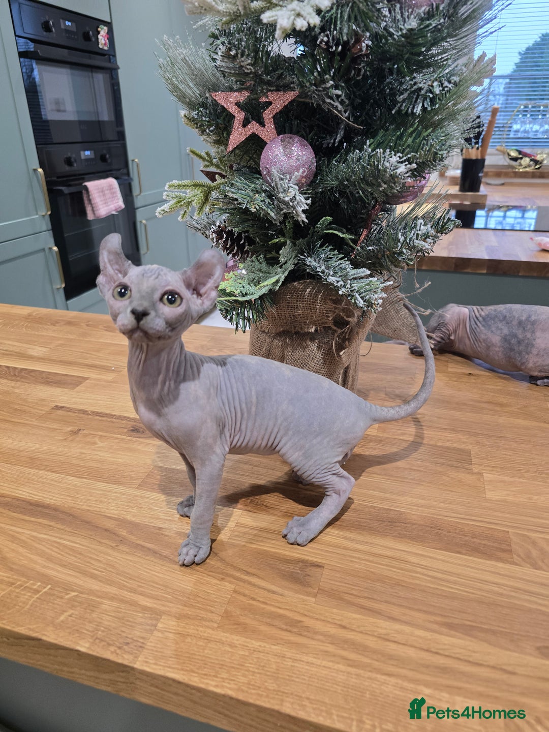 Sphynx cats for sale: 🌟 Stunning Sphynx & Elf Kittens  - Advert 3