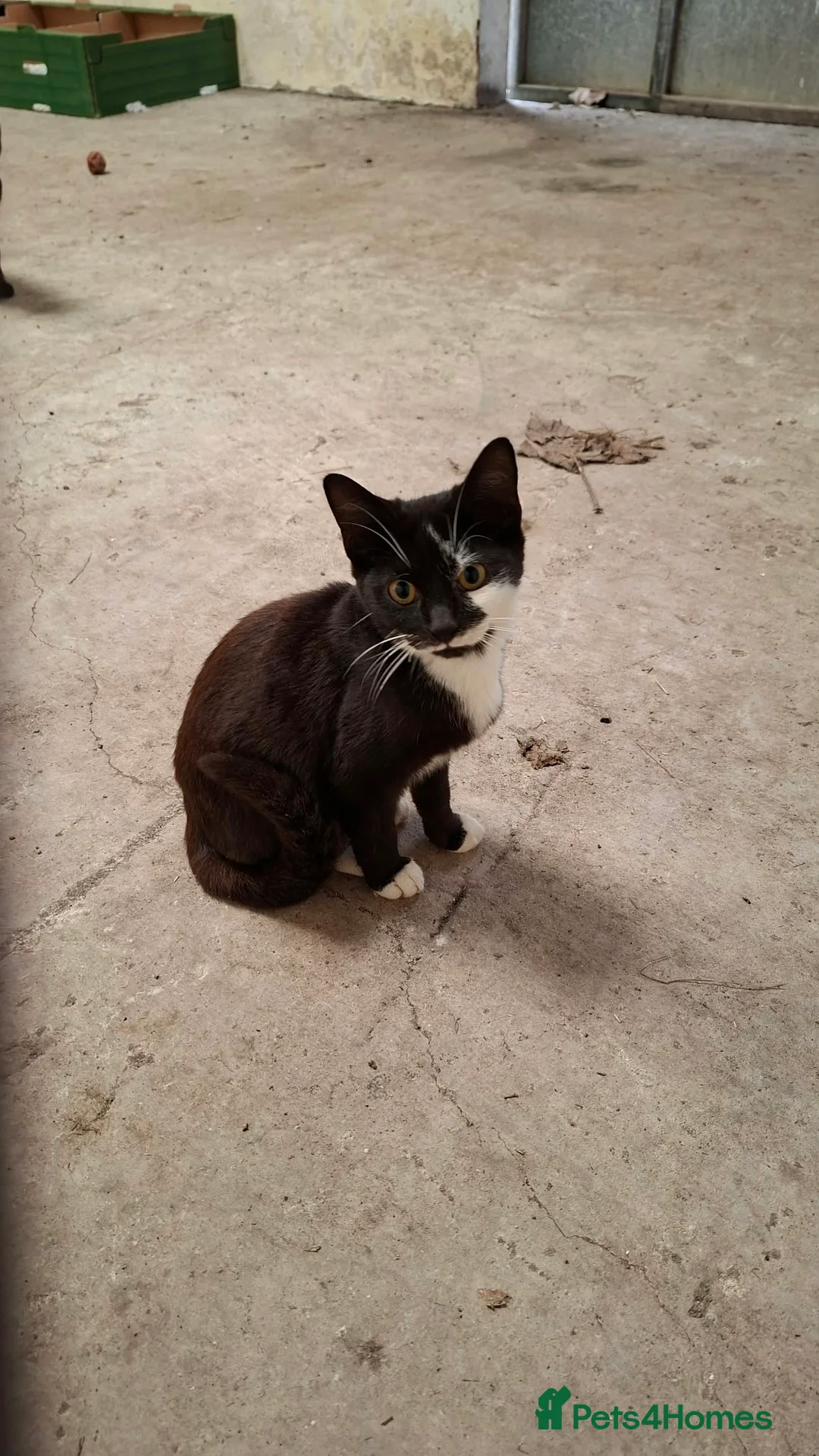 Mixed Breed cats for sale: Loving kittens looking for a family in Weston-super-Mare - Advert 2