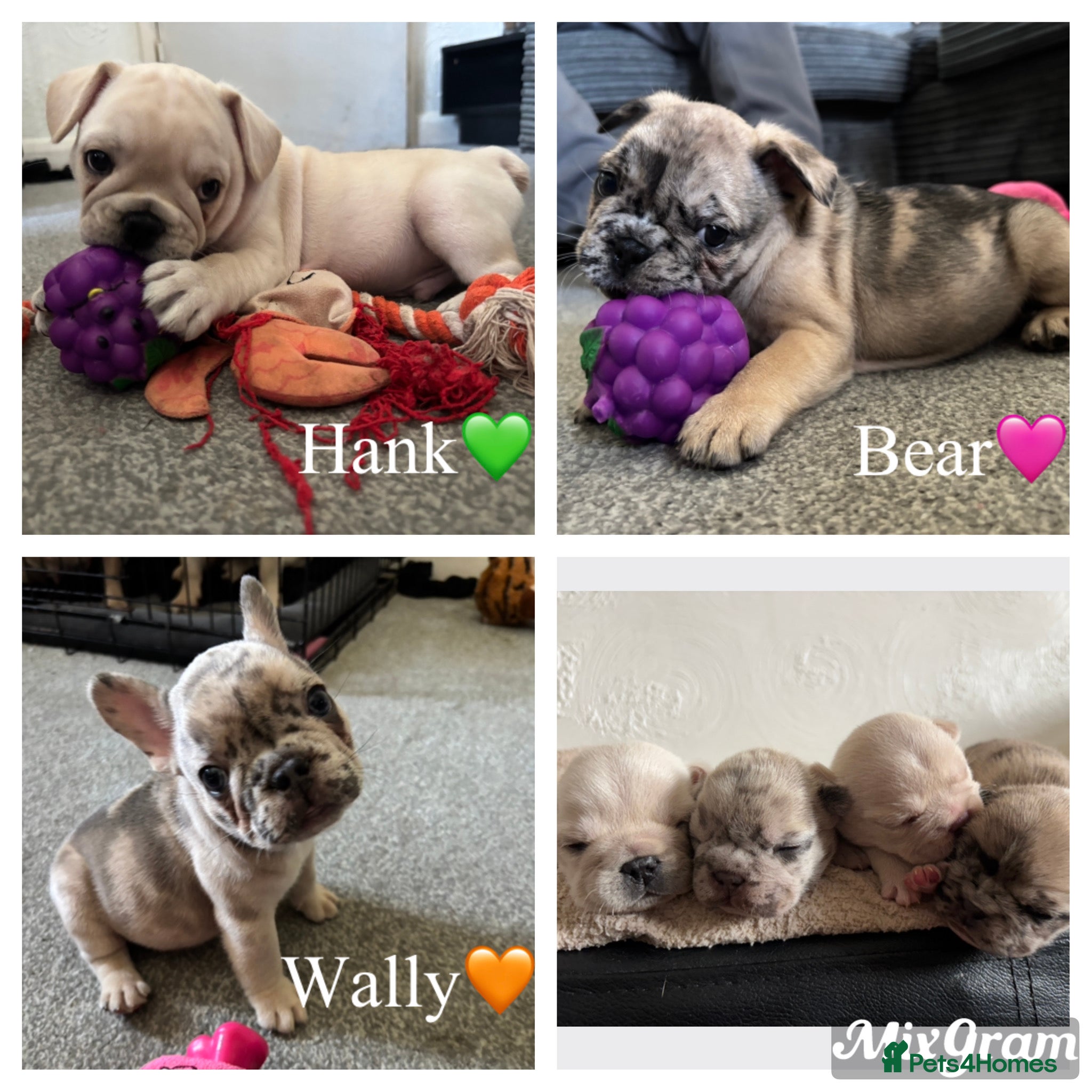French Bulldog dogs AVAILABLE NOW❤️french bulldog pups - Advert 5