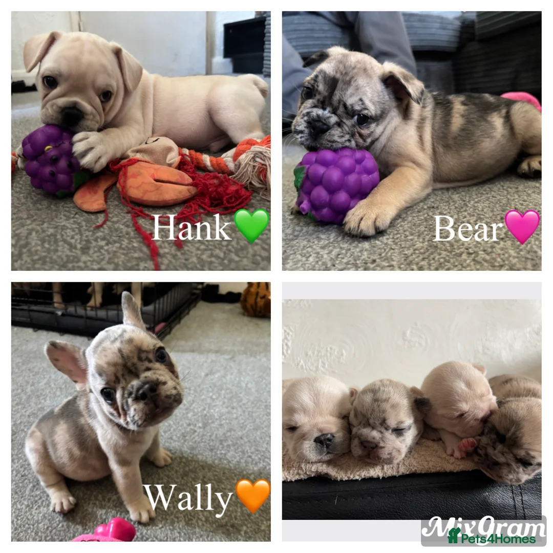 French Bulldog dogs for sale: REDUCED! READY NOW❤️french bulldog pups - Advert 1