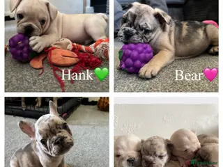 French Bulldog dogs AVAILABLE NOW❤️french bulldog pups - Advert 5