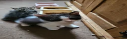 Mixed Breed cats for sale: Kittens for sale  - Advert 5