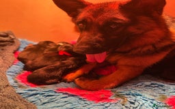 German Shepherd dogs for sale: Family reared GSD pups.  - Image 15