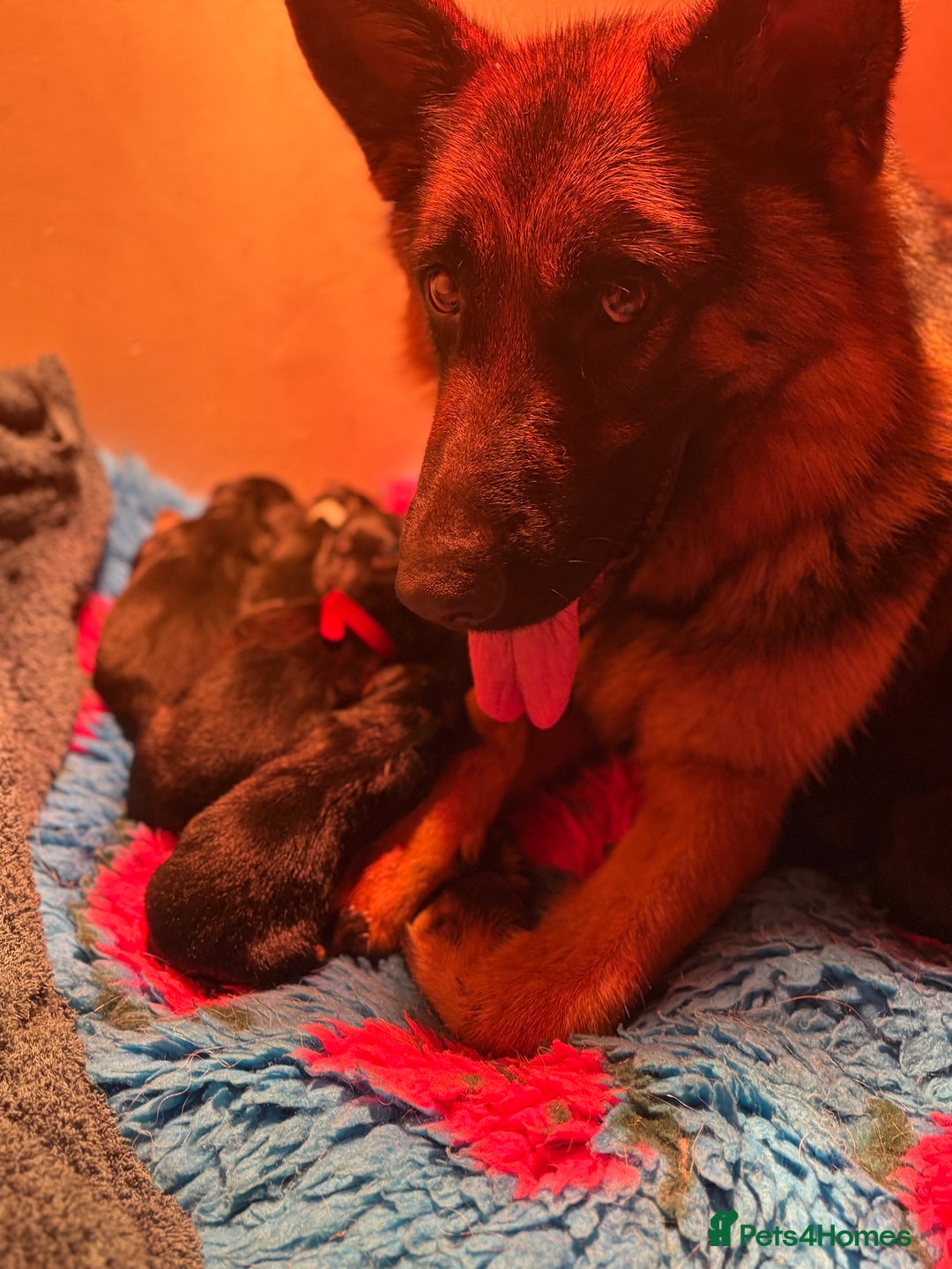 German Shepherd dogs for sale: Family reared GSD pups.  - Image 15