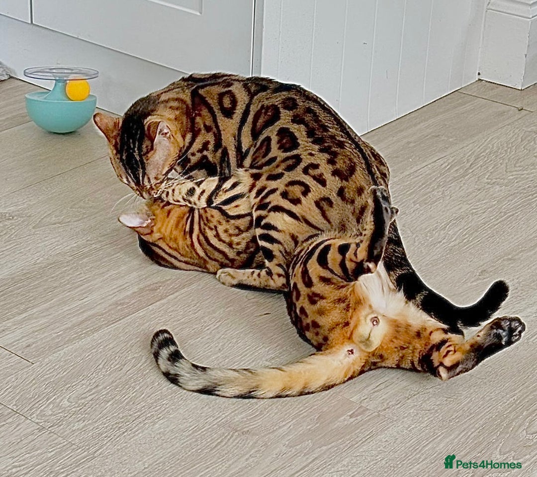 Bengal cats for sale: Young Bengals Males & Females - Image 13