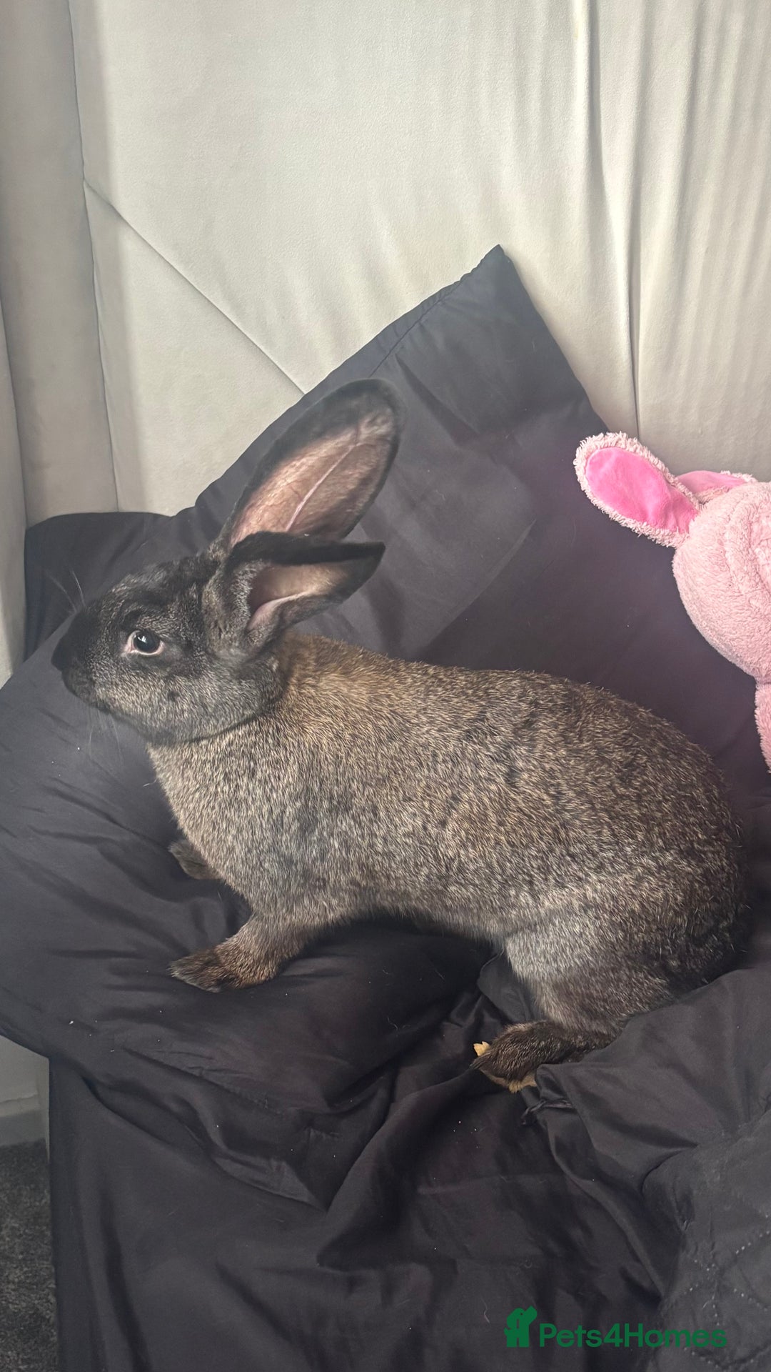 Flemish rabbits for sale: flemish giant rabbit - Image 3