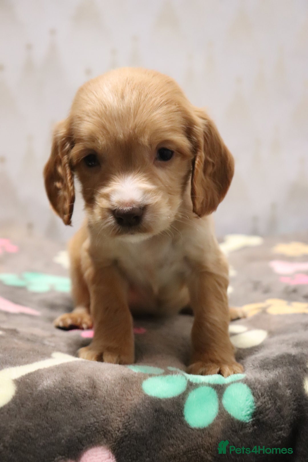 Cocker Spaniel dogs for sale: Fully Health Tested Cocker Spaniel Puppies  - Advert 34