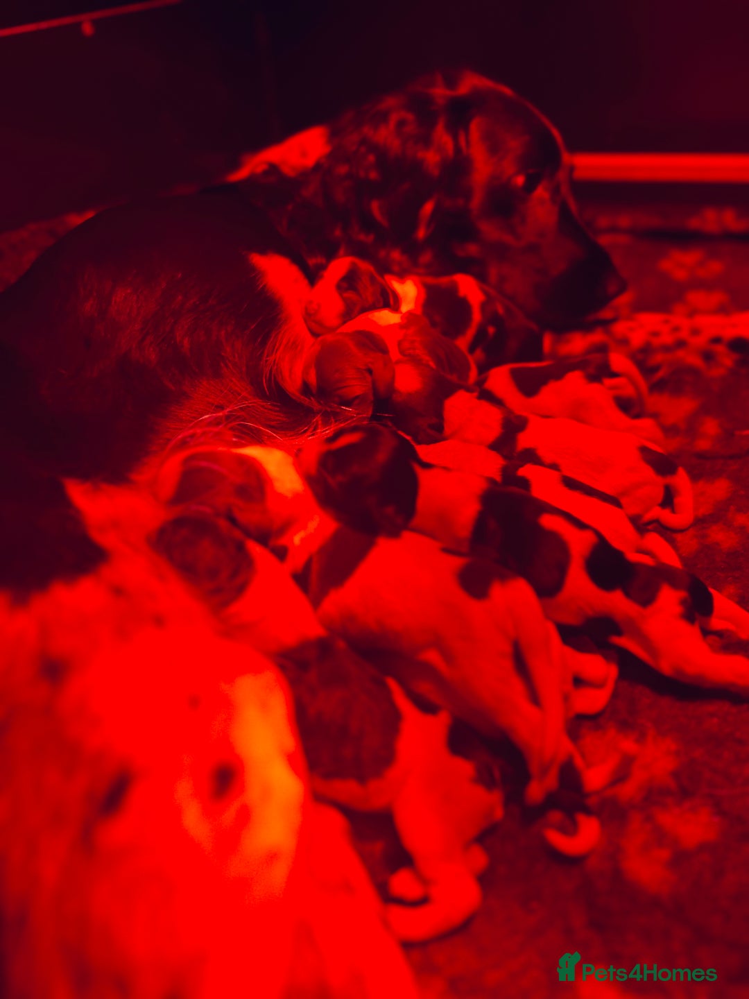 English Springer Spaniel dogs for sale: KC English Springer Spaniels  - Advert 24