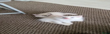 Ragdoll Kitten 4
