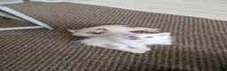 Ragdoll cats for sale: Beautiful pure Ragdool ready for loving home  - Advert 5