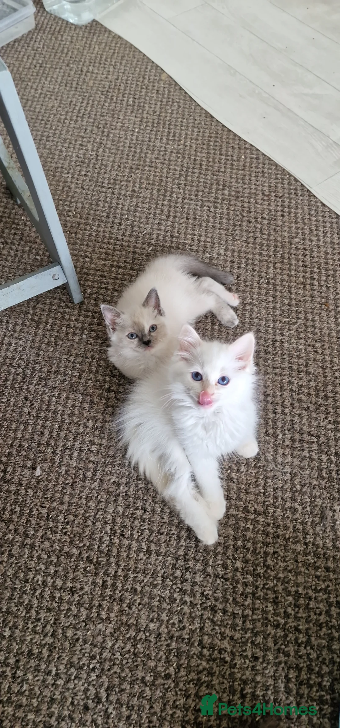 Ragdoll cats for sale: Beautiful pure Ragdool ready for loving home  - Advert 33