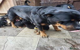 Rottweiler dogs for sale: Rottweiler puppy's 2 boys 5 girls - Image 6