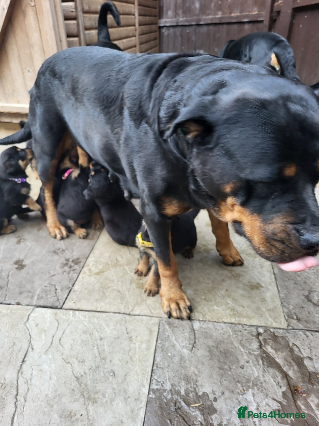 Rottweiler dogs for sale: Rottweiler puppy's 2 boys 5 girls - Image 6