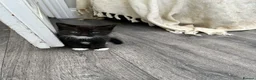 Mixed Breed cats for sale: 5 beautiful long haired kittens  - Advert 11