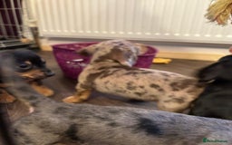 Miniature Dachshund dogs for sale: ADORABLE MINIATURE DACHSHUND PUPPIES - Image 6
