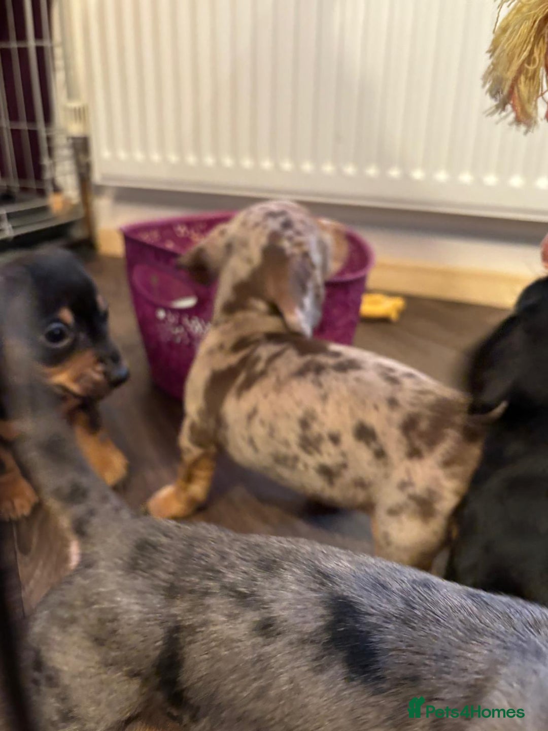 Miniature Dachshund dogs for sale: ADORABLE MINIATURE DACHSHUND PUPPIES - Image 6