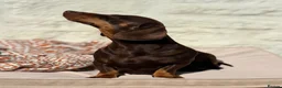 Miniature Dachshund dogs for stud: Chocolate and Tan Miniature Dachshund- Stud - Advert 4