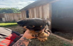 Rottweiler dogs for sale: beautiful pedigree rottweilers  - Image 35