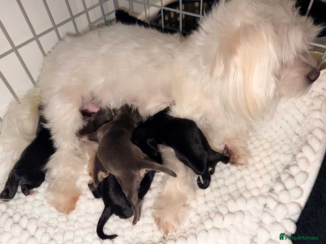 Mixed Breed dogs for sale: Gorgeous malchi’s  - Advert 4