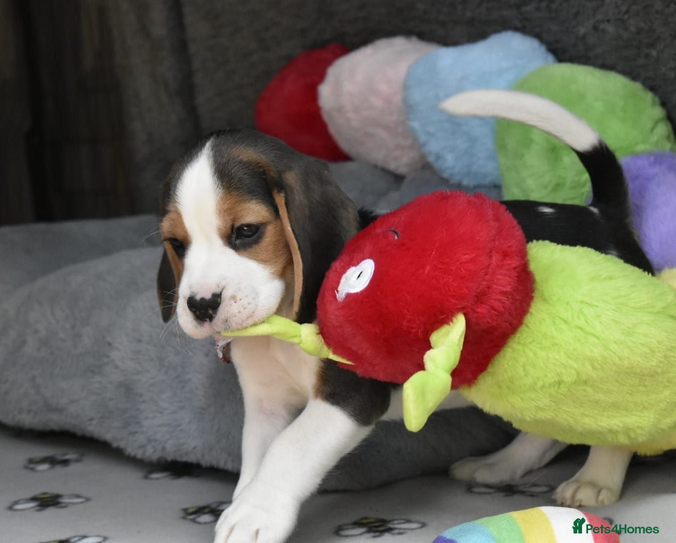 Beagle dogs Beautiful beagle puppies  - Advert 11