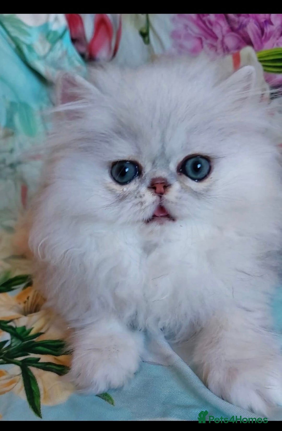 Persian cats for sale: Italian Persian chinchilla kittens♥️🐾 - Image 24