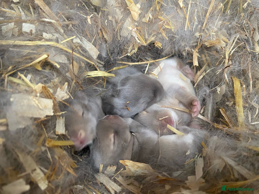 Mini Lop rabbits for sale: Mini lop Buck  - Image 6