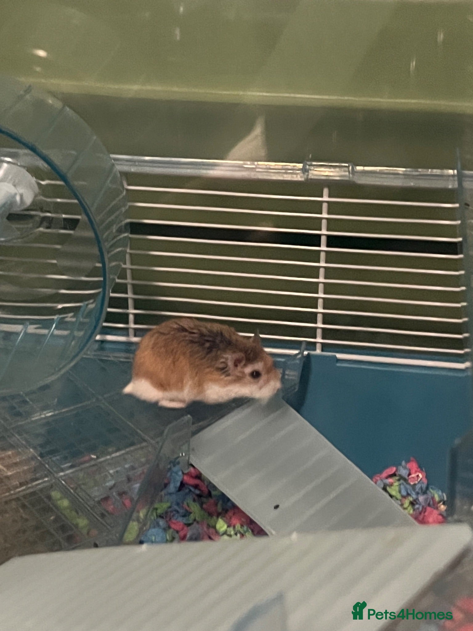 Hamster rodents Roborovski hamster and cage  - Advert 1